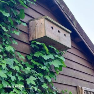 Bird Boxes
