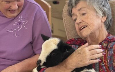 Springtime Smiles as Lambs Visit Ashley House