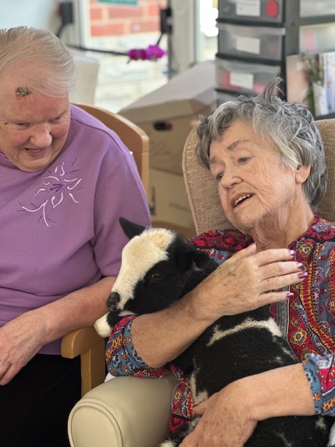 Springtime Smiles as Lambs Visit Ashley House
