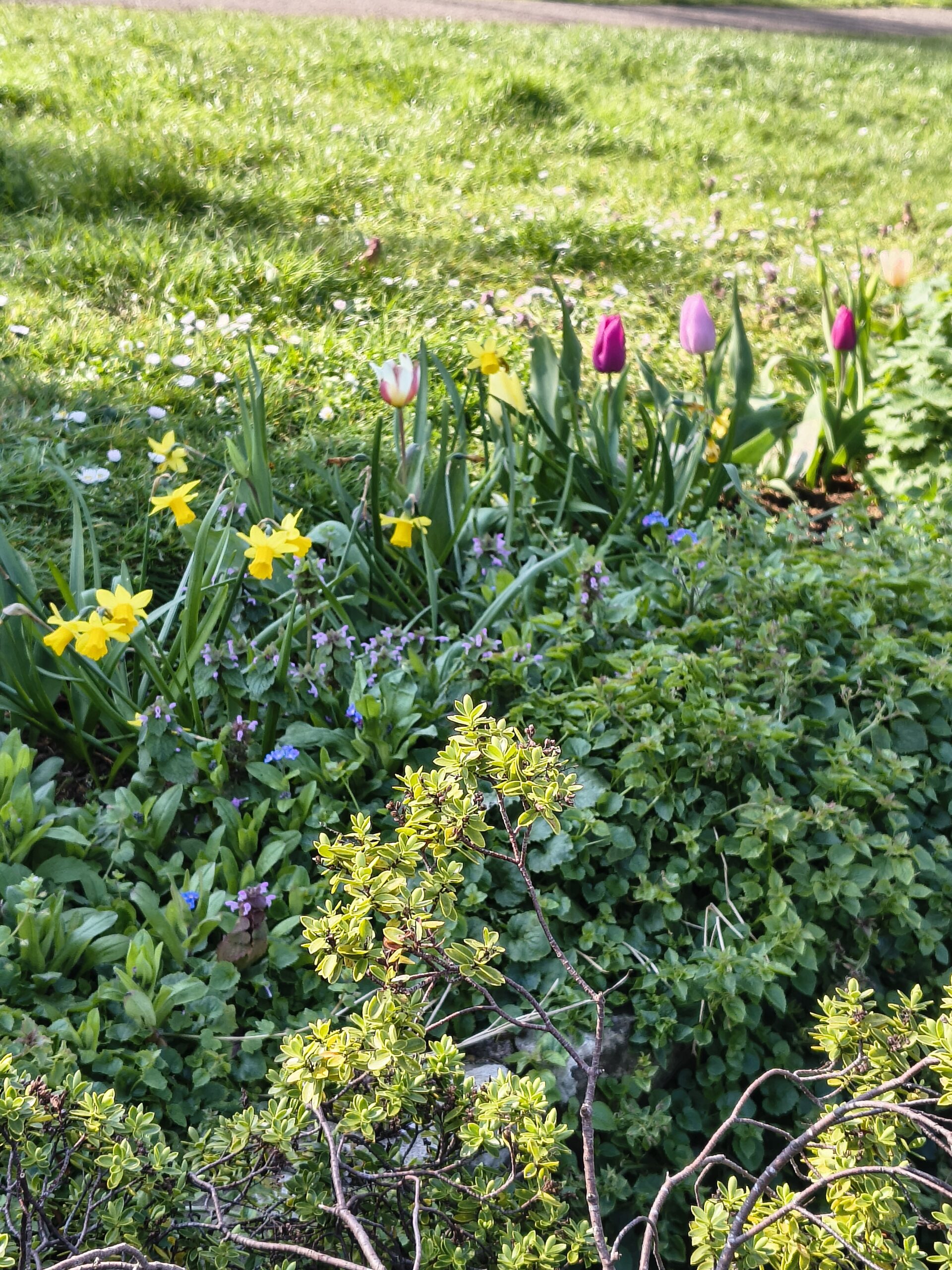 Flower beds in the park