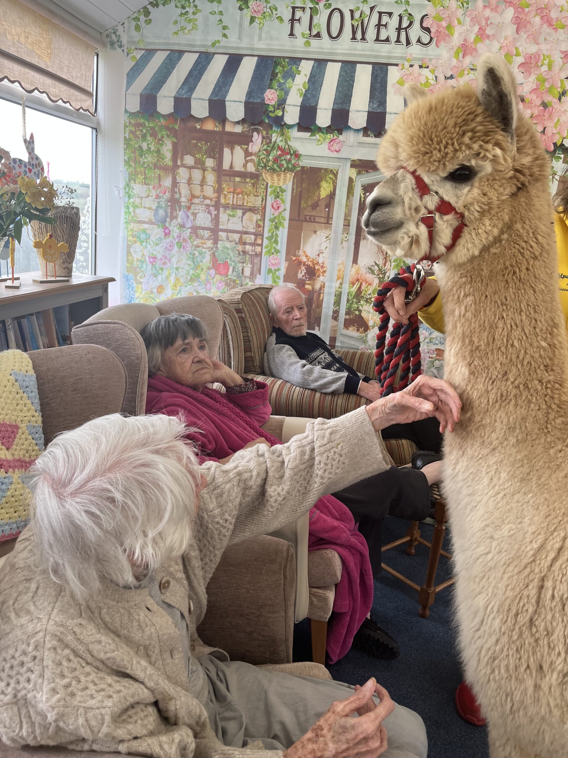 Residents with the alpacas