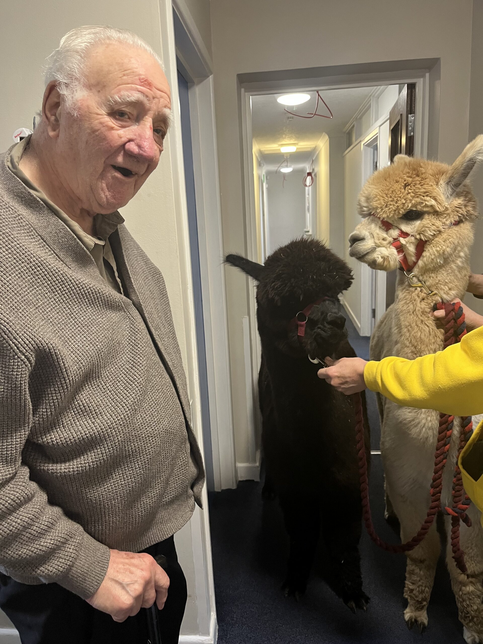 Residents with the alpacas