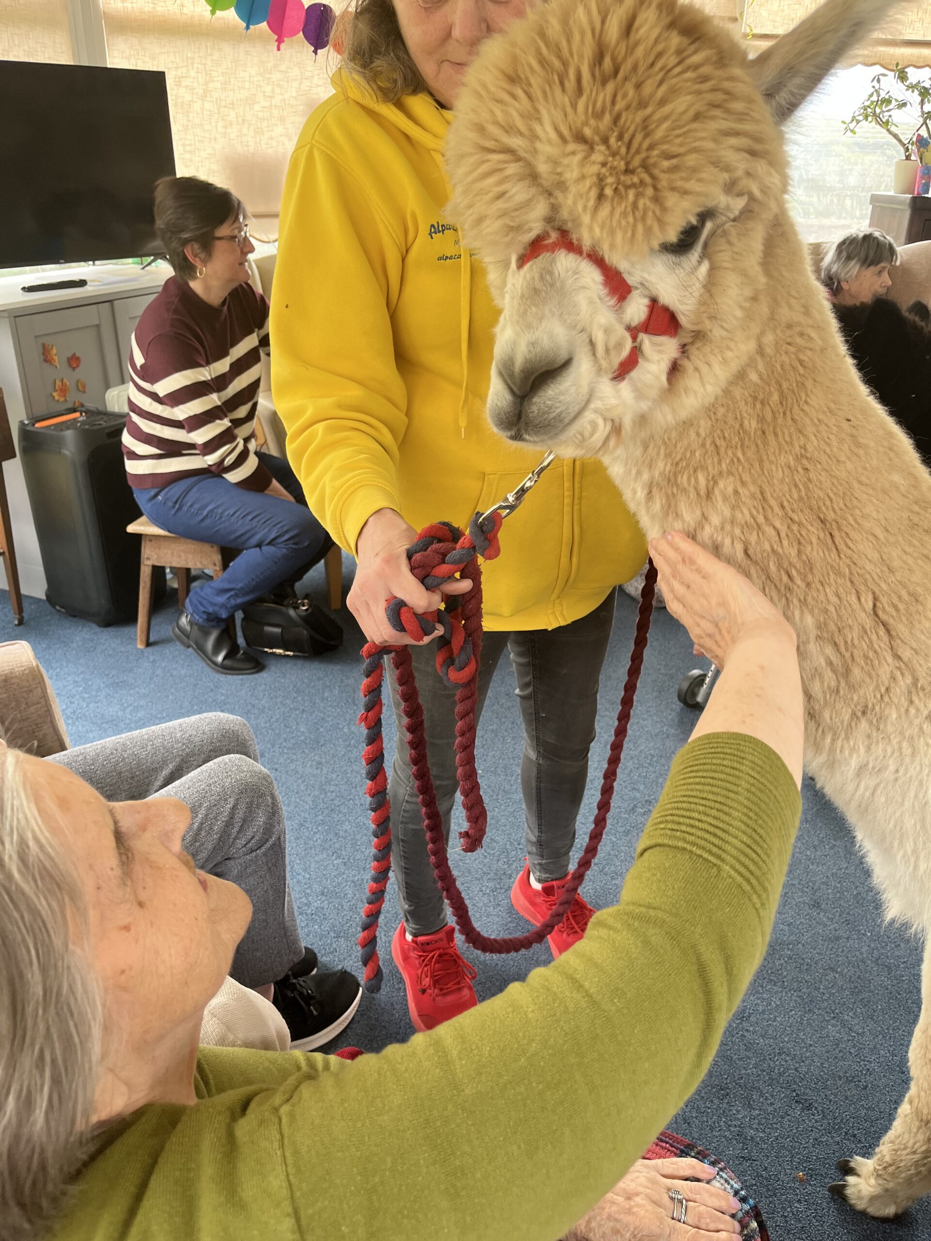 Residents with the alpacas