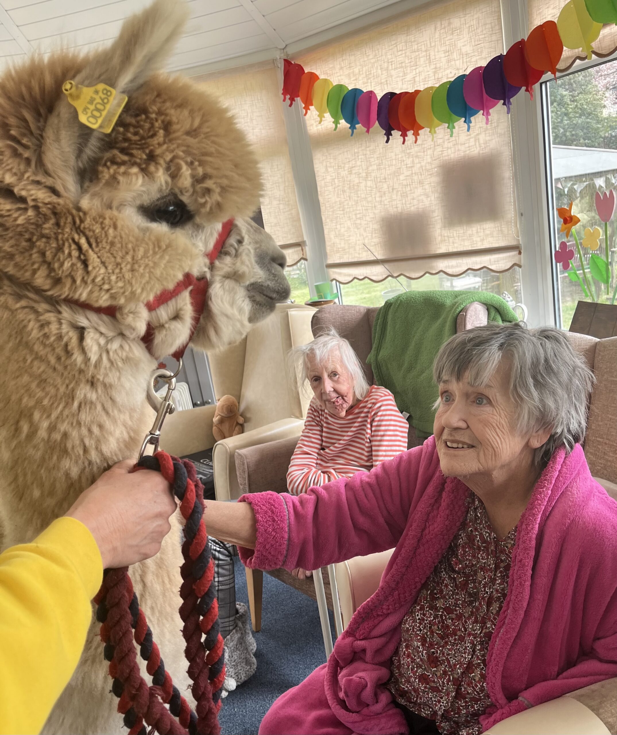 Residents with the alpacas