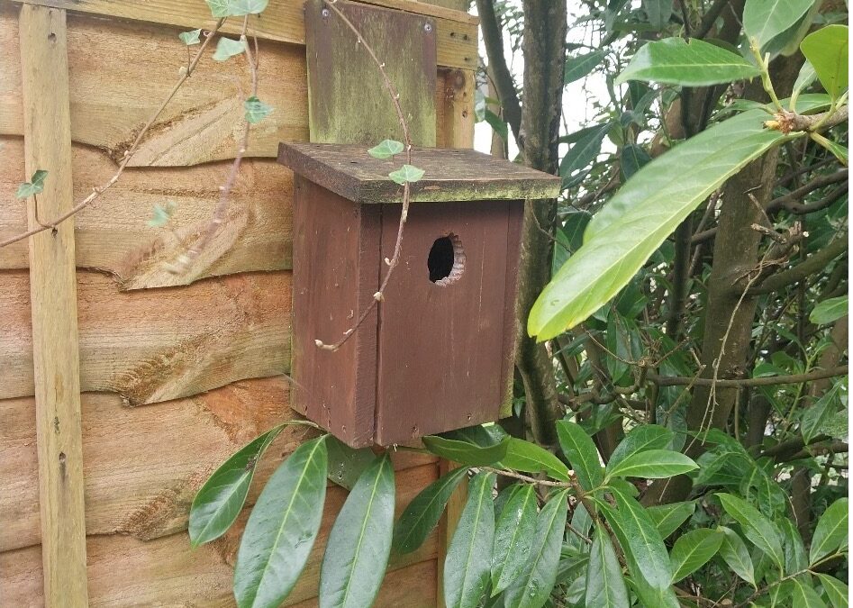 Lake View Care Home Celebrates Nesting Robin and Signs of New Life