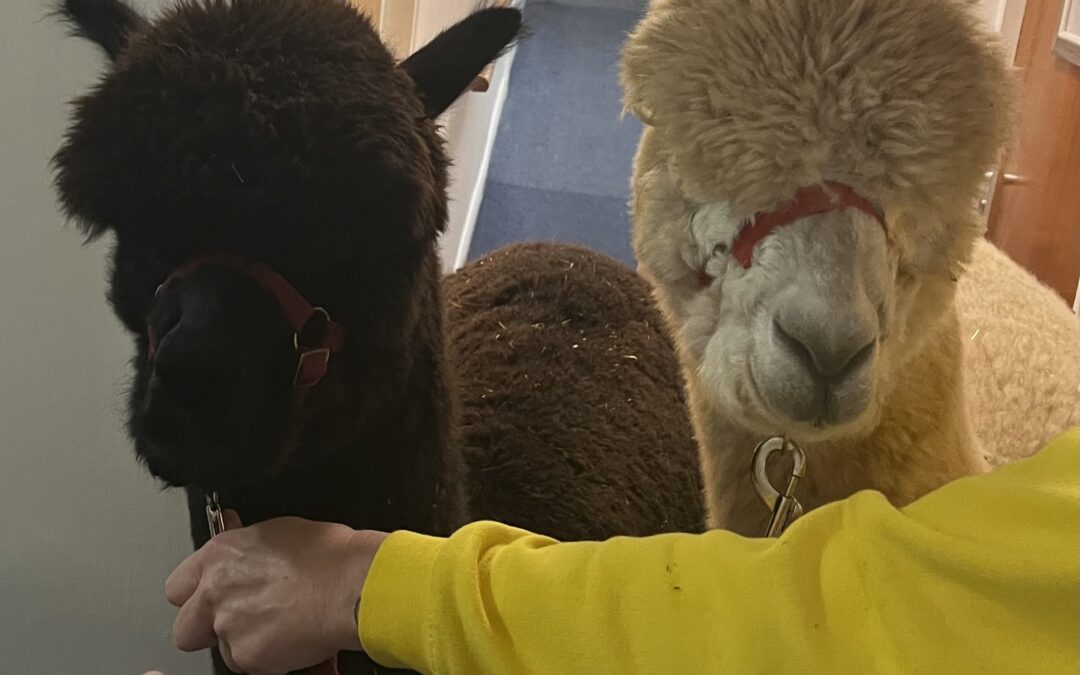 Len and Bruno Bring Alpaca Smiles to Ashley House