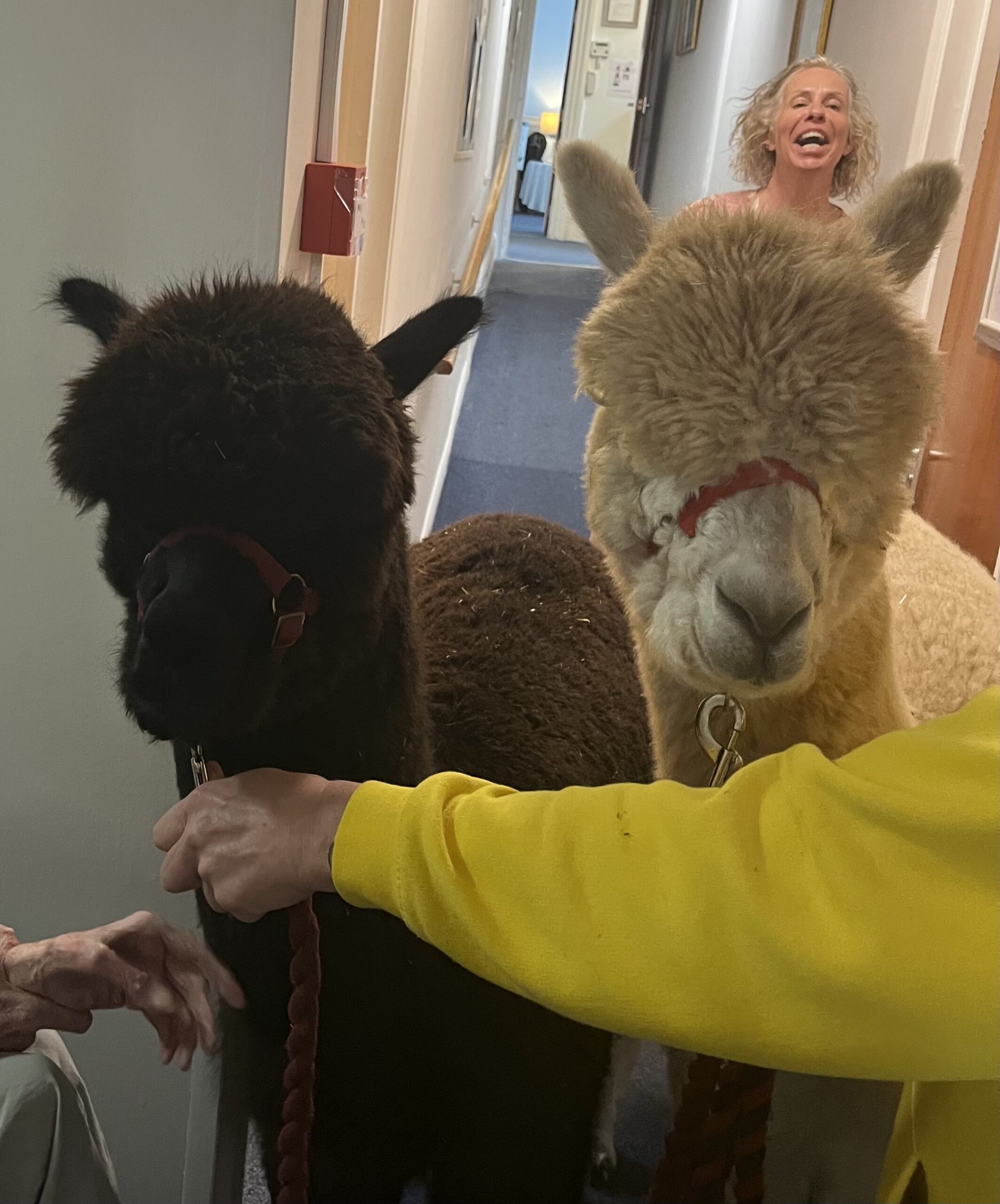 Alpacas Len and Bruno