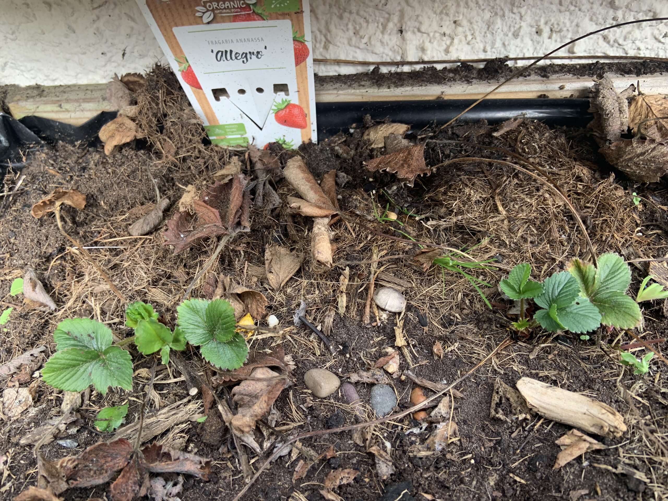 Ashfield's strawberry plants
