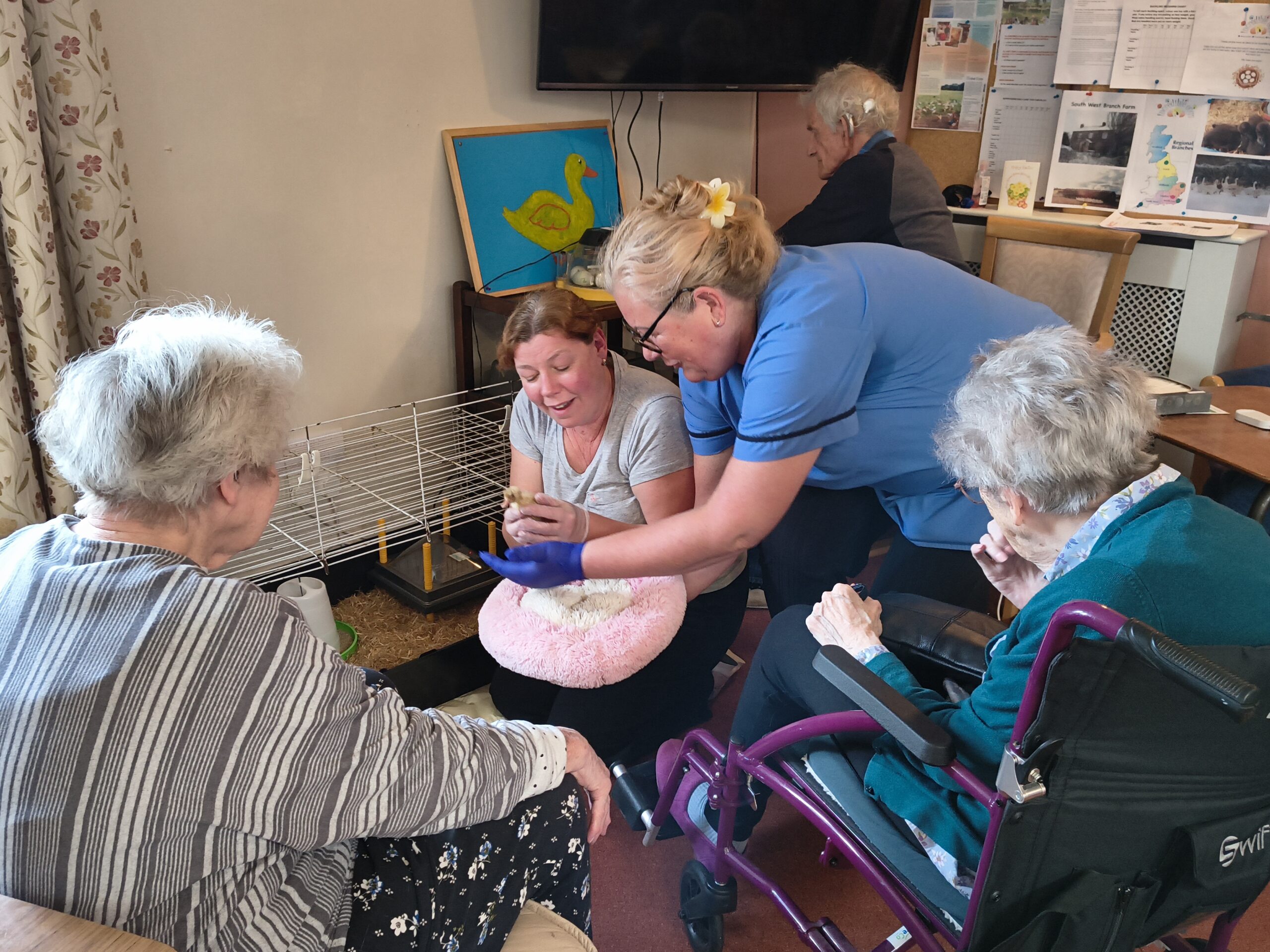 Carer being handed a duckling scaled