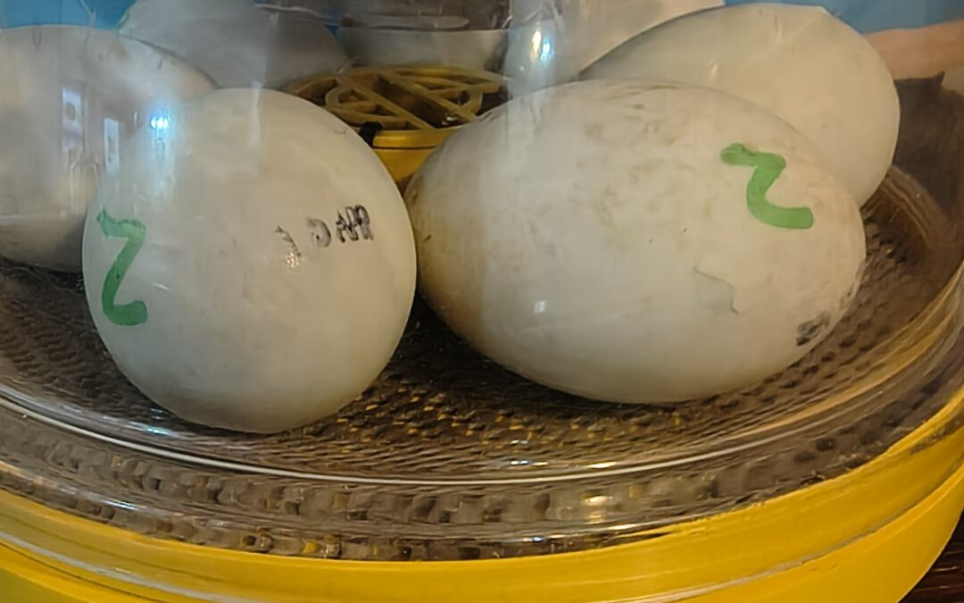 Excitement Grows at Cambrian Lodge as Ducklings Begin to Hatch