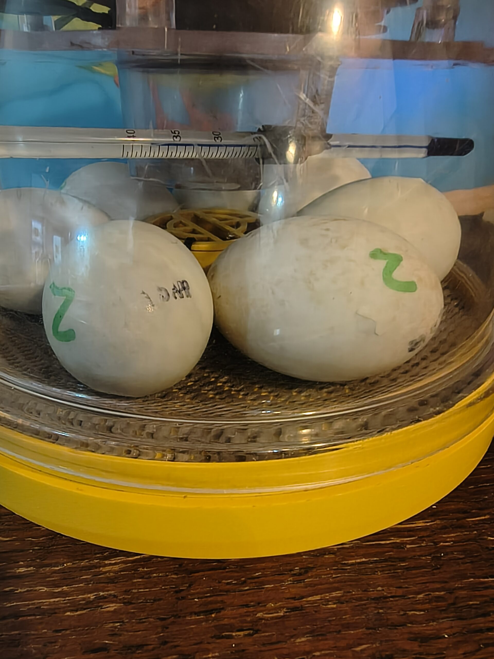 Close up of eggs in incubator one is cracked scaled