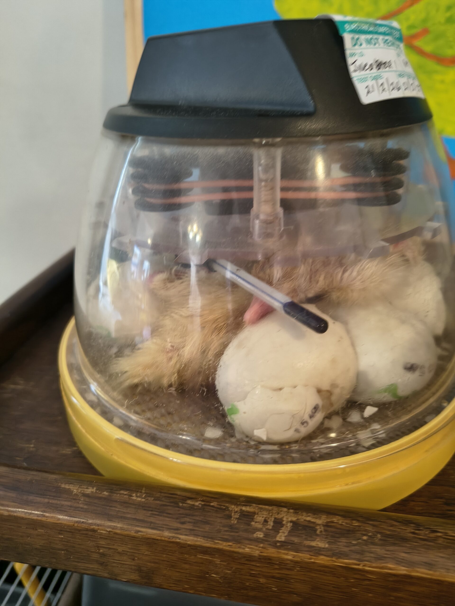Close up of incubator with more ducks hatching scaled