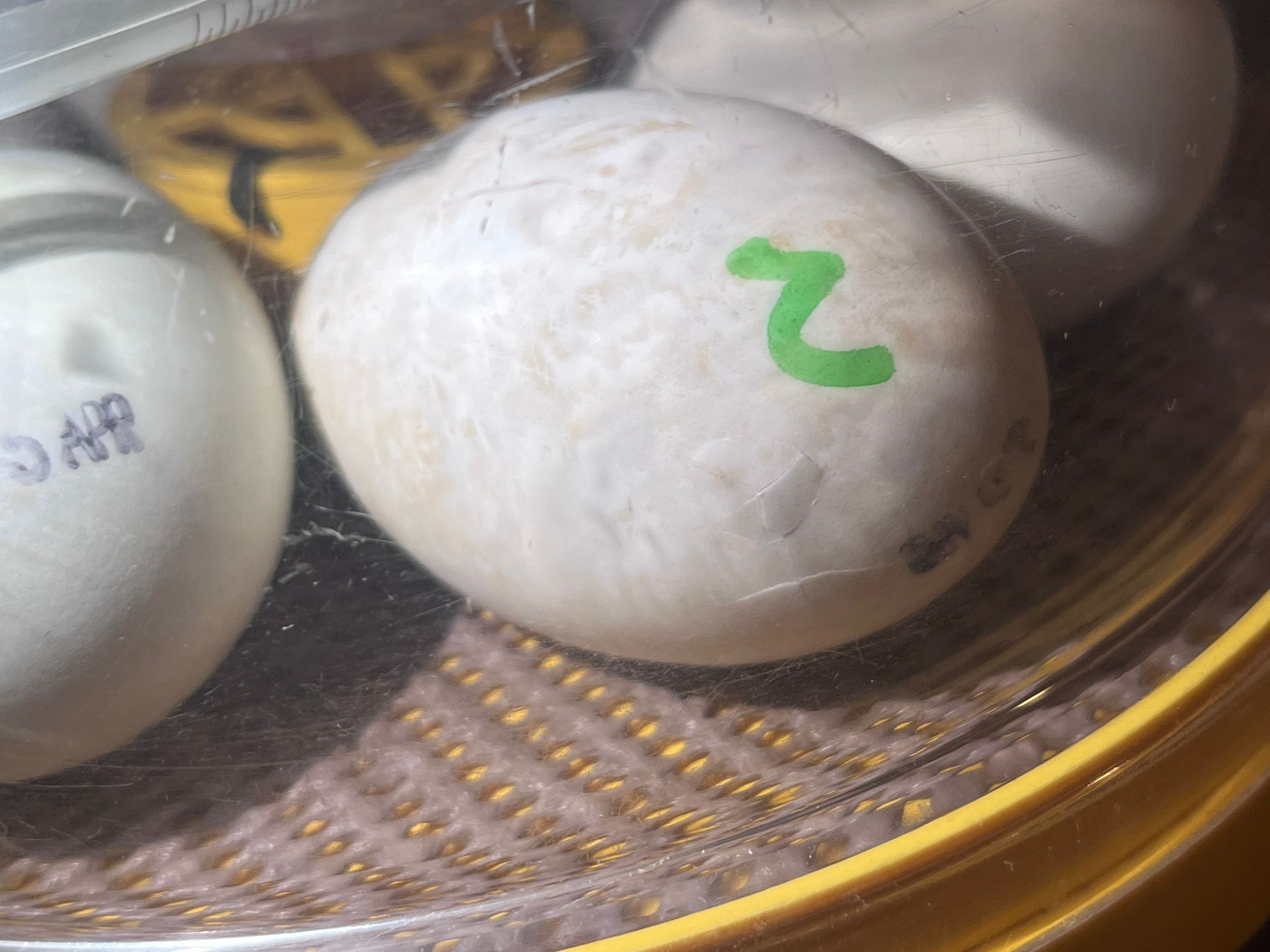 Close up of the eggs in incubator cracking