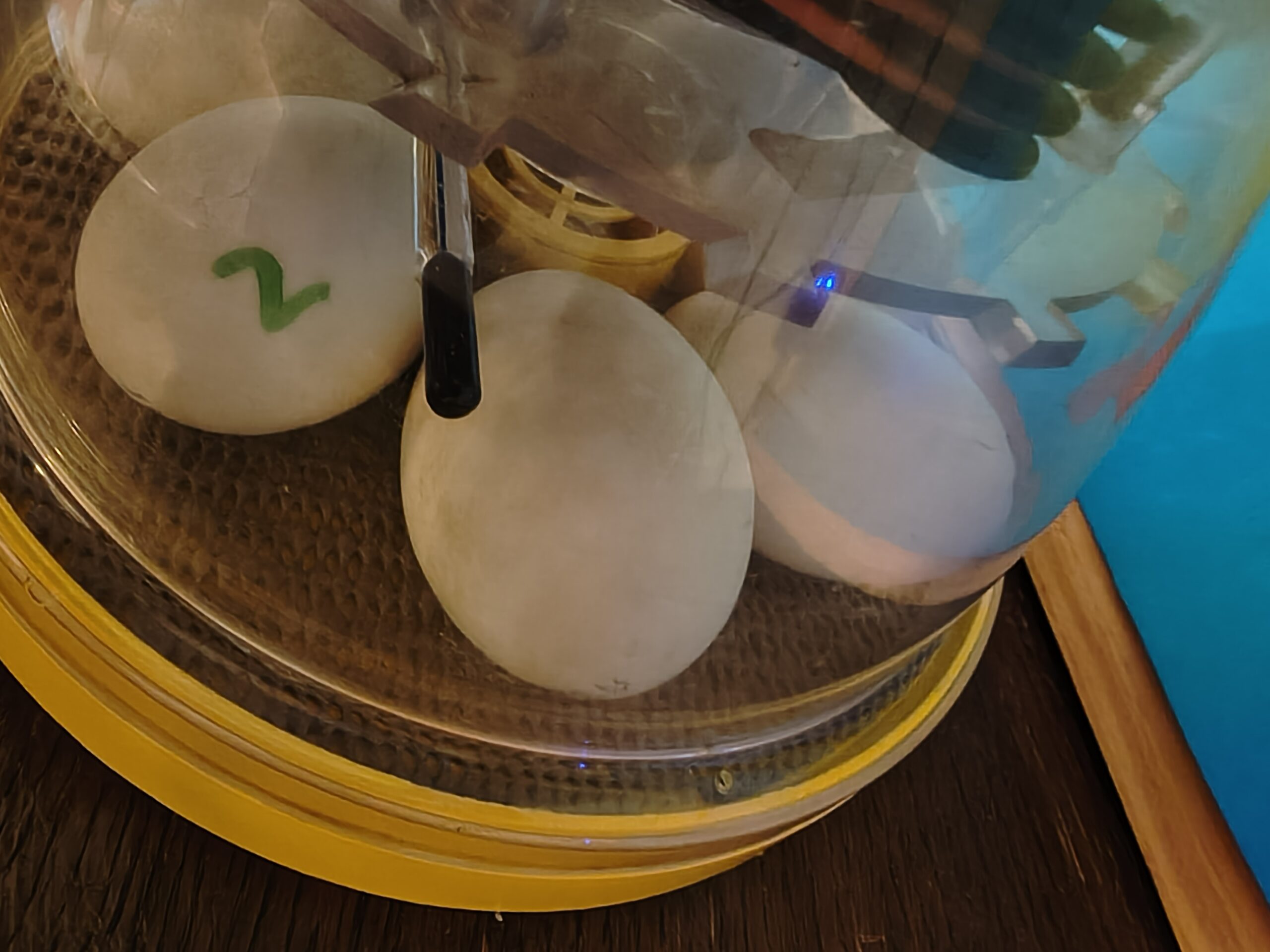 Close up of the eggs in incubator scaled