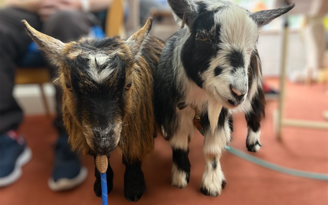 Therapy Goats Bring Smiles to Michaelstowe