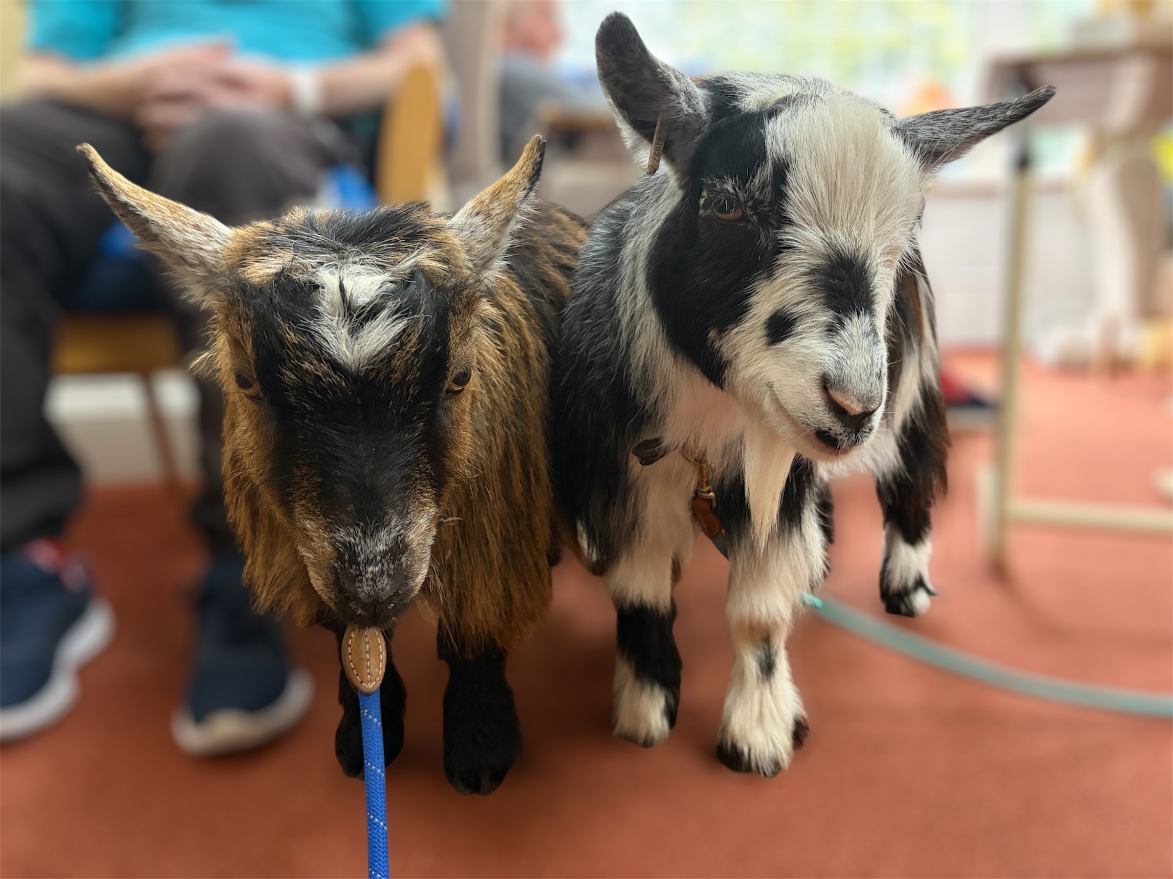 Close-up of the two pygmy goats' faces