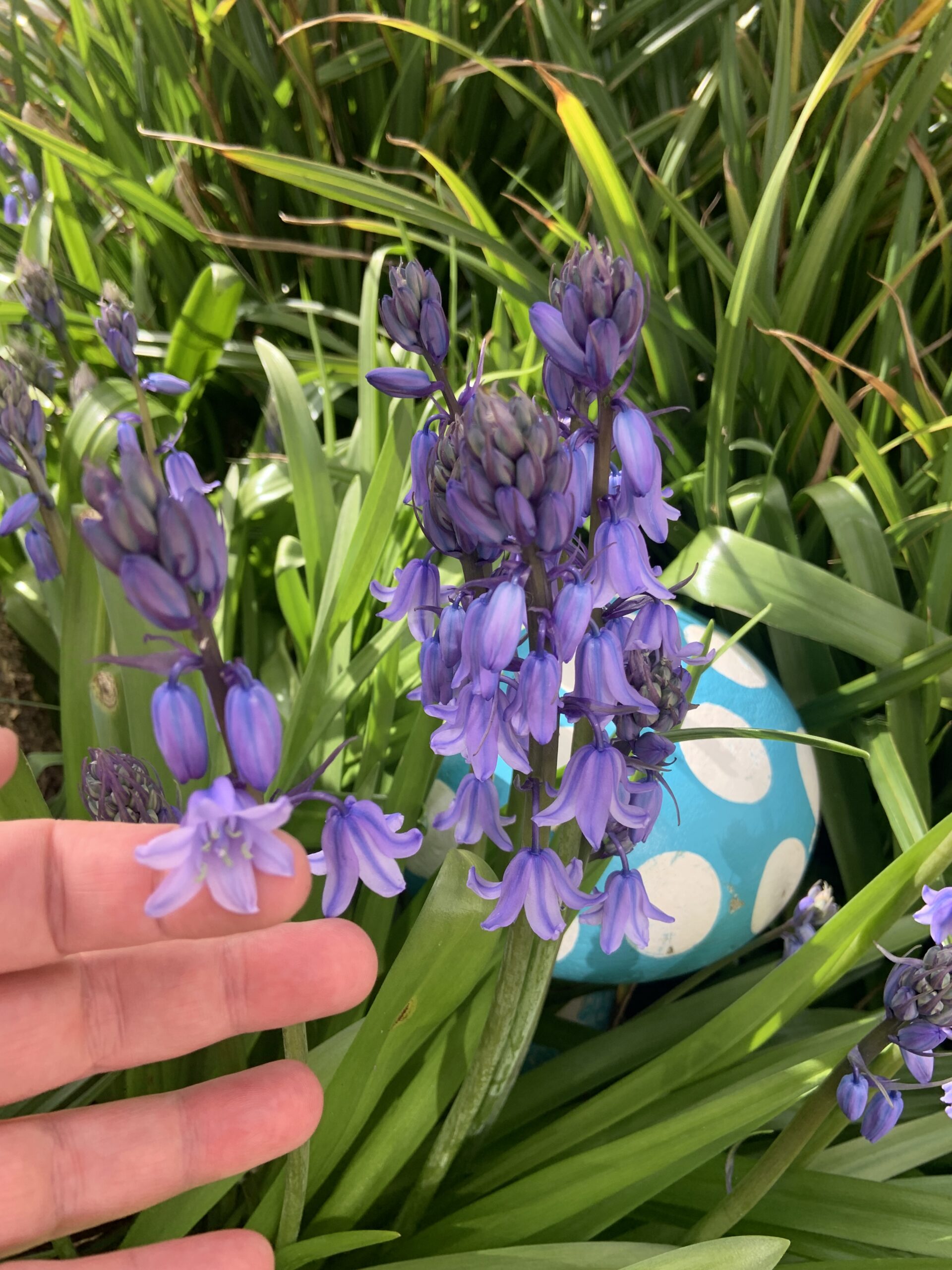 Closeup of bluebells in Ashfield garden