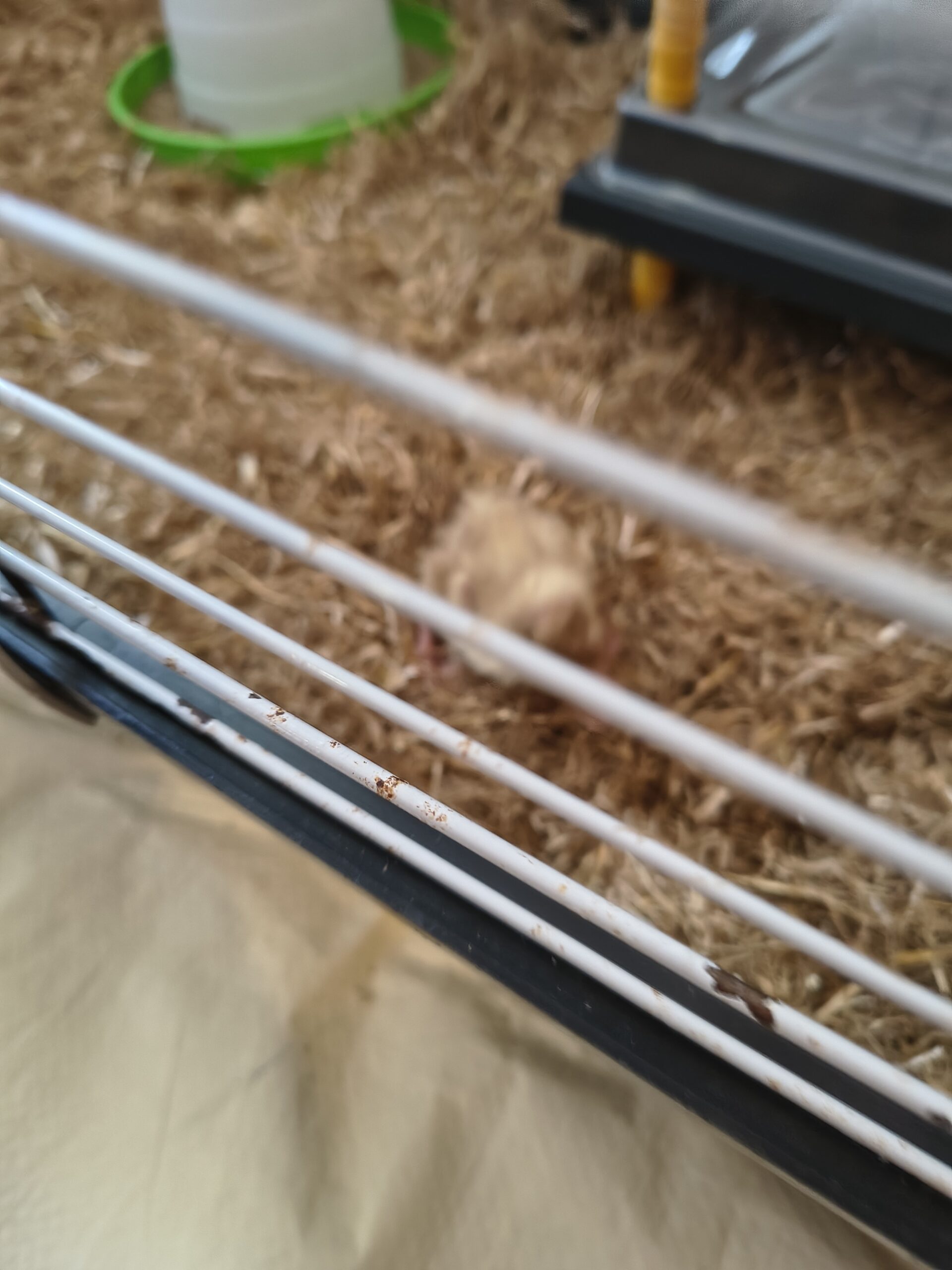 Duckling in the prepared cage scaled