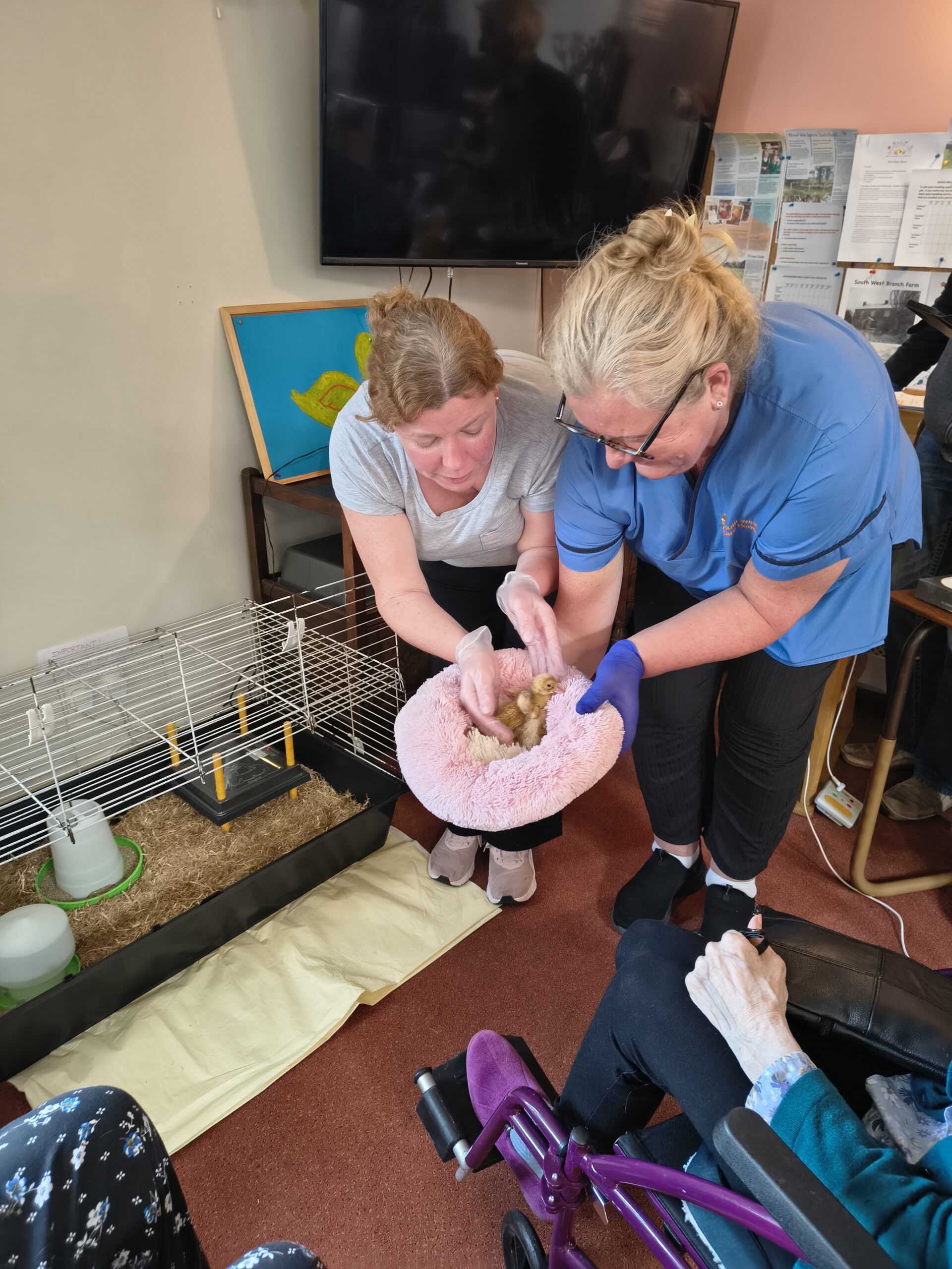 Duckling on a pink fluffy pillow being shown to residents scaled