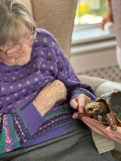 Eileen stroking the foot of a tortoise