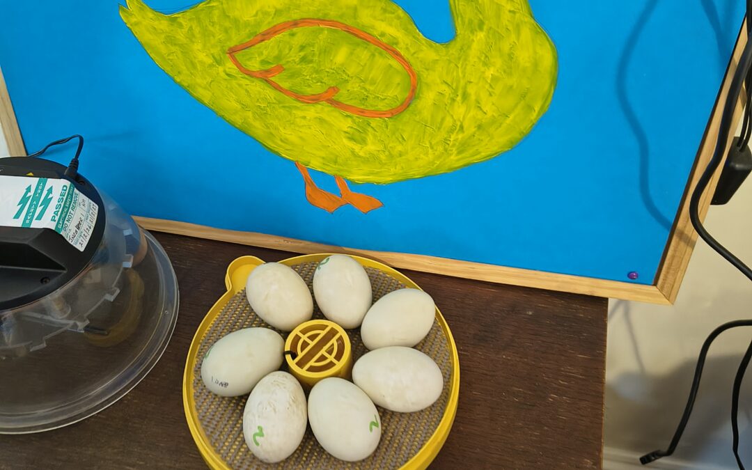 Excitement Builds at Cambrian Lodge as Duck Eggs Arrive