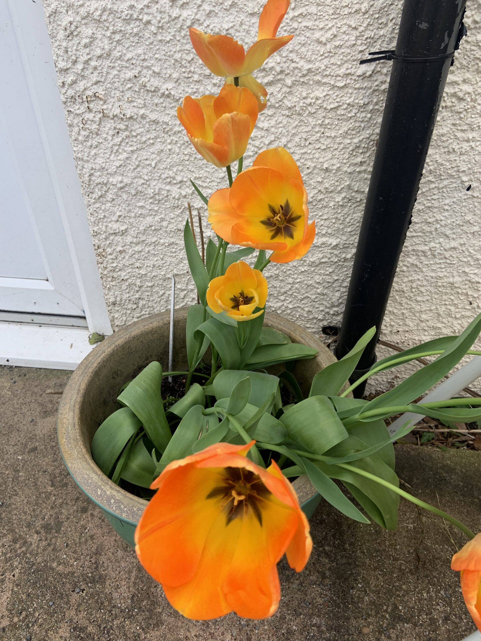 Outside pot plant with large yellow orange flowers