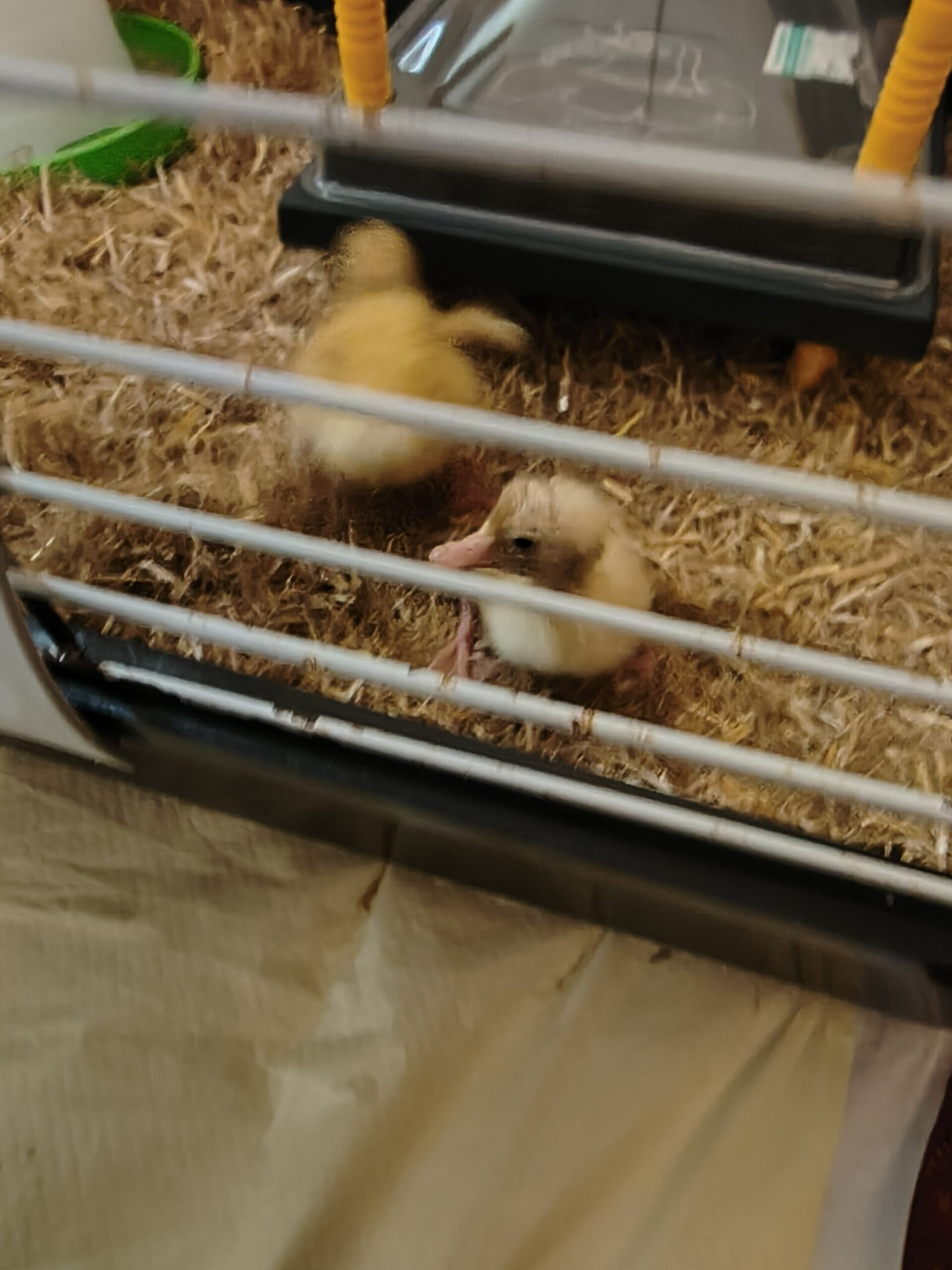 Two ducklings in the cage scaled