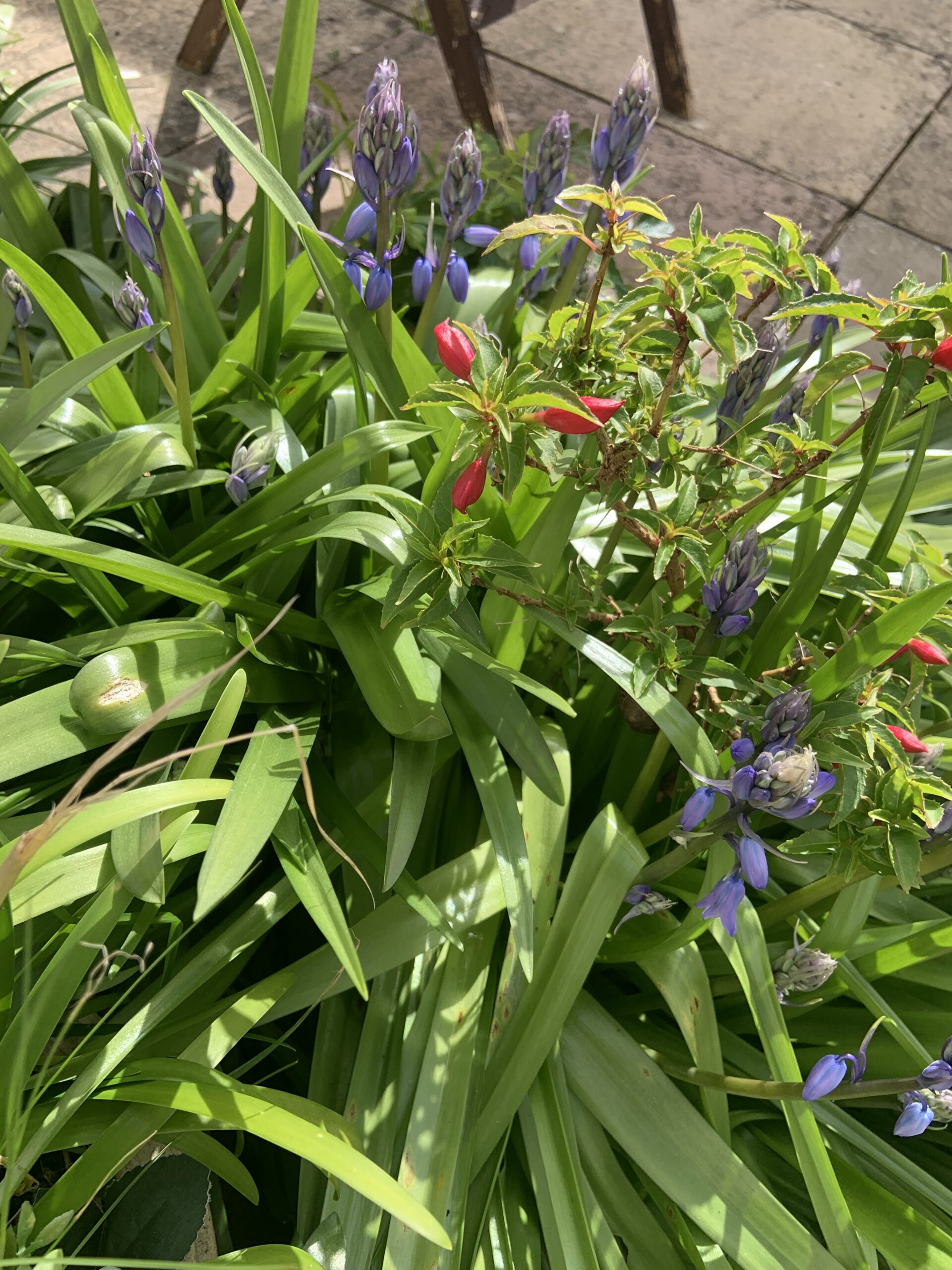 Various bedding plants with flowers in bloom