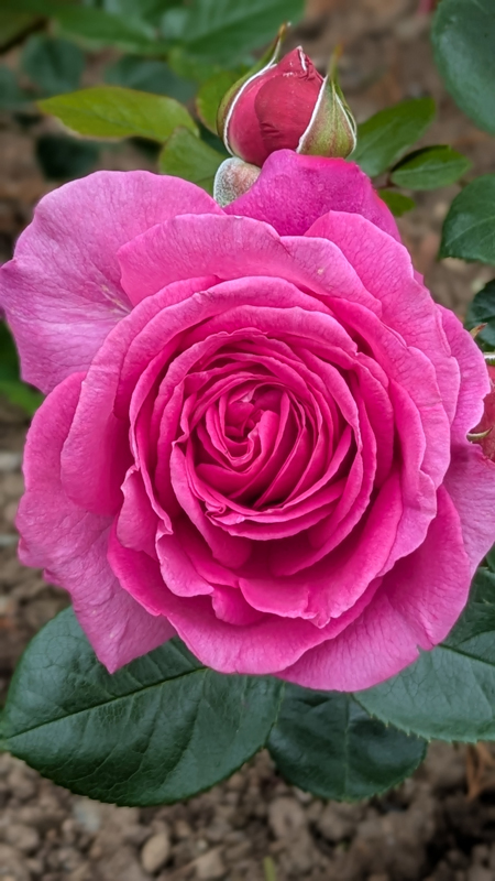 Close-up of a bright pink rose head