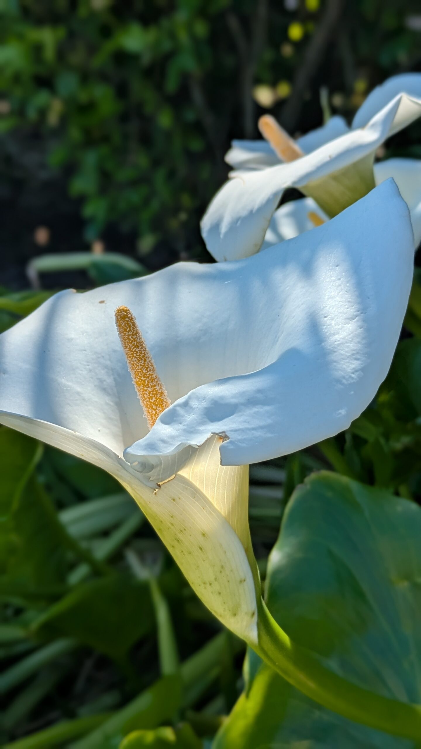Close-up of a white lily flower