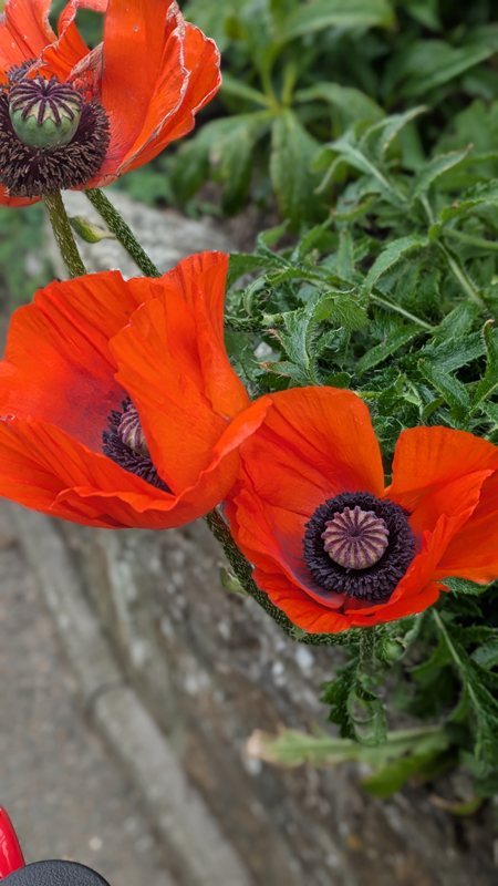 Close-up of red poppies