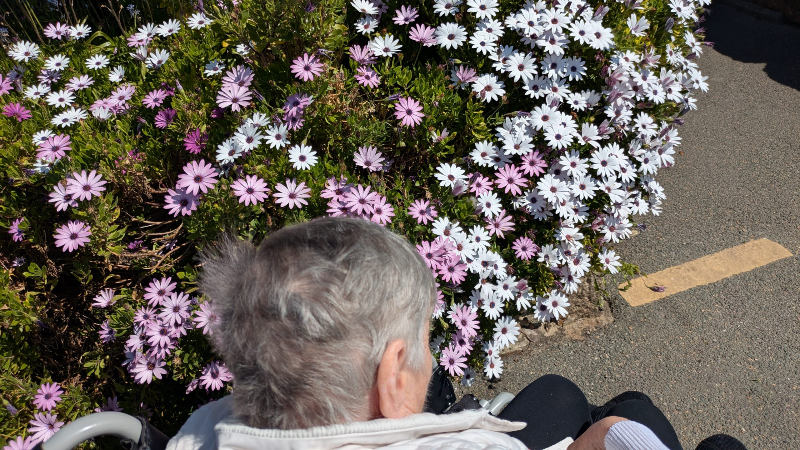 Mo looking at flowers in the park