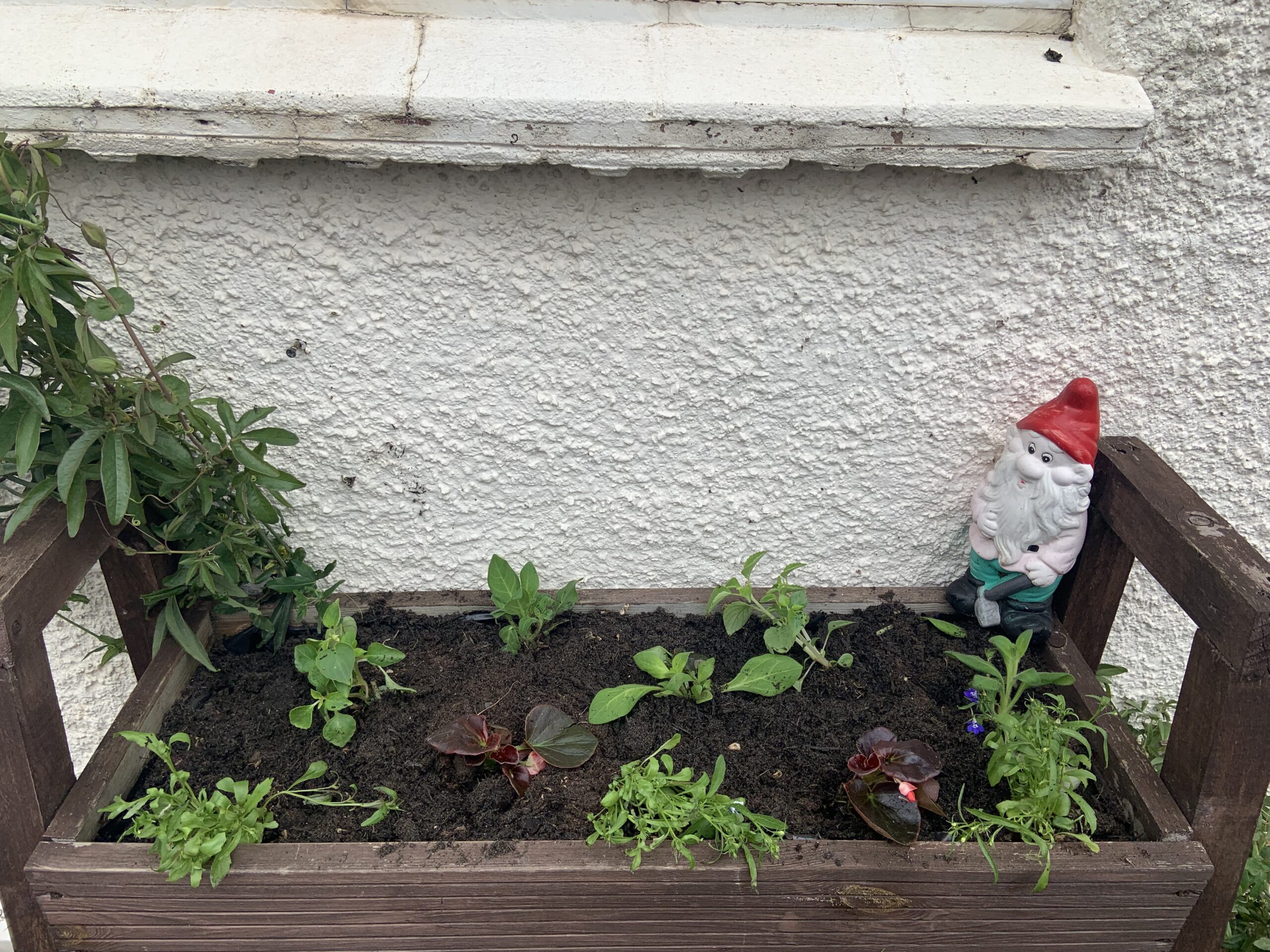 Raised bed with newly plants shrubs and a garden gnome