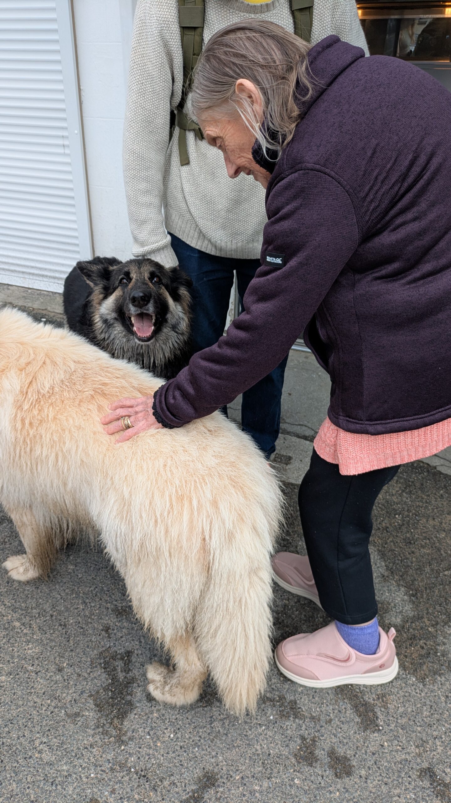 Thelma saying hello to a long-haired German Shepherd whilst stroking a Great Pyrenees dog