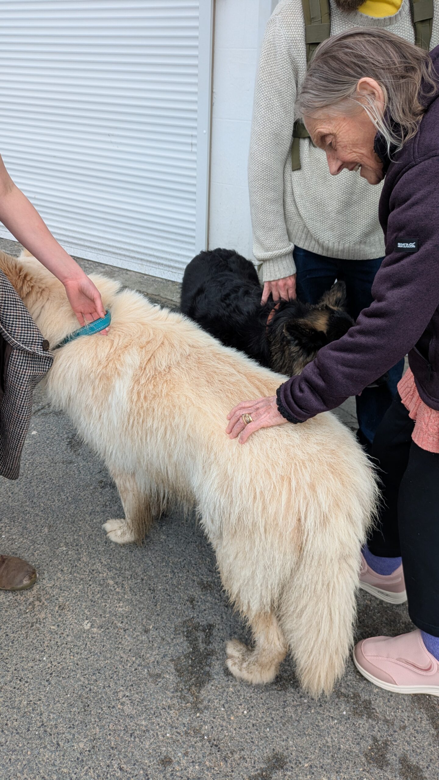 Thelma stroking a creamy white Great Pyrenees dog