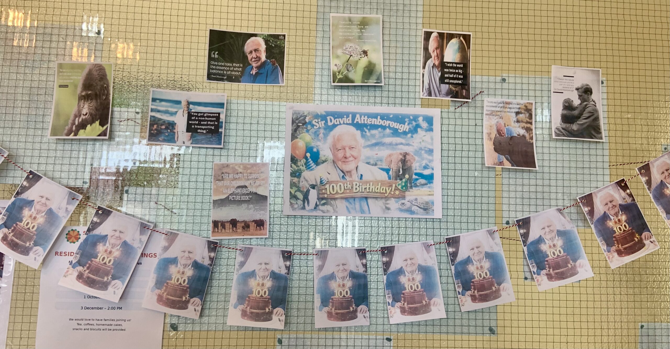 Window display of pictures of David Attenborough
